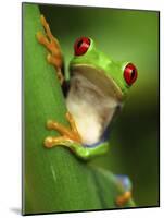Red Eyed Tree Frog Portrait, Costa Rica-Edwin Giesbers-Mounted Photographic Print