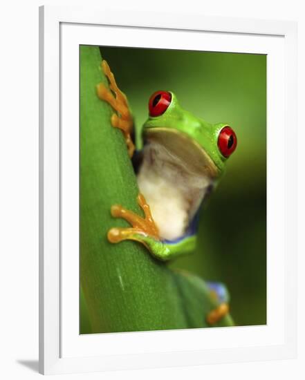 Red Eyed Tree Frog Portrait, Costa Rica-Edwin Giesbers-Framed Photographic Print