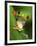 Red Eyed Tree Frog Portrait, Costa Rica-Edwin Giesbers-Framed Photographic Print