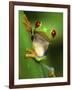 Red Eyed Tree Frog Portrait, Costa Rica-Edwin Giesbers-Framed Photographic Print