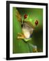 Red Eyed Tree Frog Portrait, Costa Rica-Edwin Giesbers-Framed Photographic Print