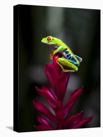 Red-Eyed Tree Frog. Sarapiqui. Costa Rica. Central America-Tom Norring-Stretched Canvas