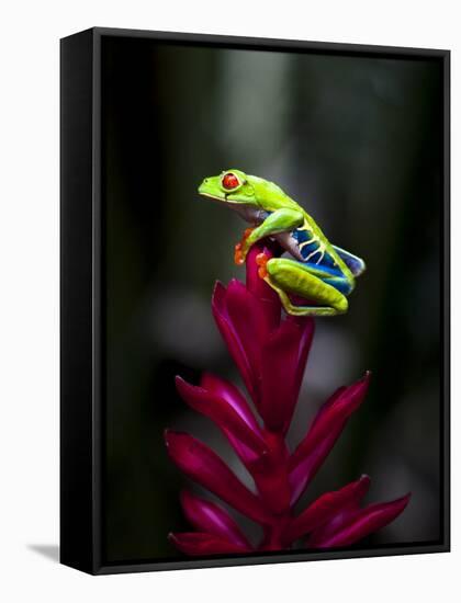 Red-Eyed Tree Frog. Sarapiqui. Costa Rica. Central America-Tom Norring-Framed Stretched Canvas