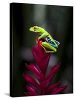 Red-Eyed Tree Frog. Sarapiqui. Costa Rica. Central America-Tom Norring-Stretched Canvas
