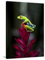 Red-Eyed Tree Frog. Sarapiqui. Costa Rica. Central America-Tom Norring-Stretched Canvas