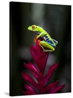 Red-Eyed Tree Frog. Sarapiqui. Costa Rica. Central America-Tom Norring-Stretched Canvas