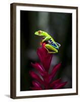 Red-Eyed Tree Frog. Sarapiqui. Costa Rica. Central America-Tom Norring-Framed Premium Photographic Print