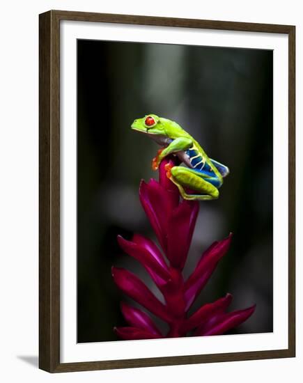 Red-Eyed Tree Frog. Sarapiqui. Costa Rica. Central America-Tom Norring-Framed Premium Photographic Print