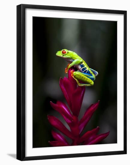 Red-Eyed Tree Frog. Sarapiqui. Costa Rica. Central America-Tom Norring-Framed Premium Photographic Print