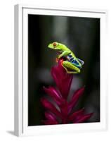 Red-Eyed Tree Frog. Sarapiqui. Costa Rica. Central America-Tom Norring-Framed Premium Photographic Print