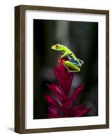 Red-Eyed Tree Frog. Sarapiqui. Costa Rica. Central America-Tom Norring-Framed Photographic Print