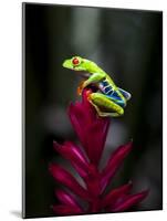 Red-Eyed Tree Frog. Sarapiqui. Costa Rica. Central America-Tom Norring-Mounted Photographic Print