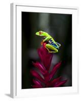 Red-Eyed Tree Frog. Sarapiqui. Costa Rica. Central America-Tom Norring-Framed Photographic Print