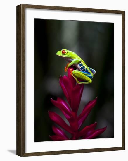 Red-Eyed Tree Frog. Sarapiqui. Costa Rica. Central America-Tom Norring-Framed Photographic Print