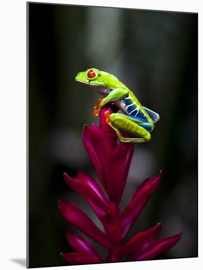 Red-Eyed Tree Frog. Sarapiqui. Costa Rica. Central America-Tom Norring-Mounted Photographic Print