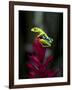 Red-Eyed Tree Frog. Sarapiqui. Costa Rica. Central America-Tom Norring-Framed Photographic Print