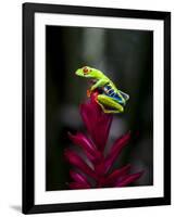 Red-Eyed Tree Frog. Sarapiqui. Costa Rica. Central America-Tom Norring-Framed Photographic Print