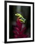 Red-Eyed Tree Frog. Sarapiqui. Costa Rica. Central America-Tom Norring-Framed Photographic Print