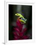 Red-Eyed Tree Frog. Sarapiqui. Costa Rica. Central America-Tom Norring-Framed Photographic Print