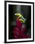 Red-Eyed Tree Frog. Sarapiqui. Costa Rica. Central America-Tom Norring-Framed Photographic Print