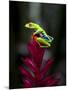 Red-Eyed Tree Frog. Sarapiqui. Costa Rica. Central America-Tom Norring-Mounted Photographic Print