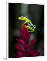 Red-Eyed Tree Frog. Sarapiqui. Costa Rica. Central America-Tom Norring-Framed Photographic Print