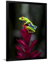 Red-Eyed Tree Frog. Sarapiqui. Costa Rica. Central America-Tom Norring-Framed Photographic Print