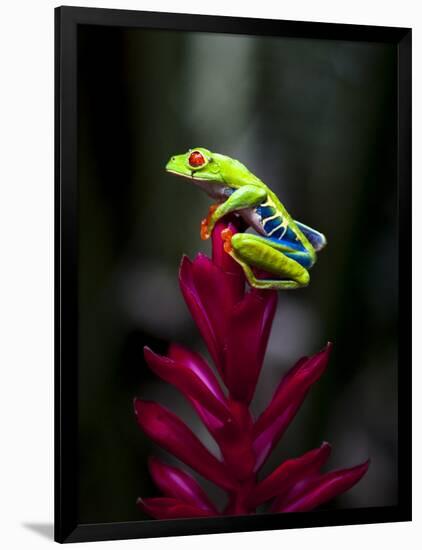 Red-Eyed Tree Frog. Sarapiqui. Costa Rica. Central America-Tom Norring-Framed Photographic Print