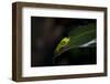 Red-Eyed Tree Frog. Sarapiqui. Costa Rica. Central America-Tom Norring-Framed Photographic Print