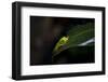 Red-Eyed Tree Frog. Sarapiqui. Costa Rica. Central America-Tom Norring-Framed Photographic Print