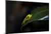 Red-Eyed Tree Frog. Sarapiqui. Costa Rica. Central America-Tom Norring-Mounted Photographic Print