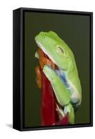 Red-eyed tree frog showing extra eyelid-Maresa Pryor-Framed Stretched Canvas