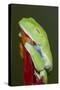 Red-eyed tree frog showing extra eyelid-Maresa Pryor-Stretched Canvas