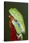 Red-eyed tree frog showing extra eyelid-Maresa Pryor-Stretched Canvas