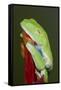 Red-eyed tree frog showing extra eyelid-Maresa Pryor-Framed Stretched Canvas