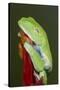 Red-eyed tree frog showing extra eyelid-Maresa Pryor-Stretched Canvas