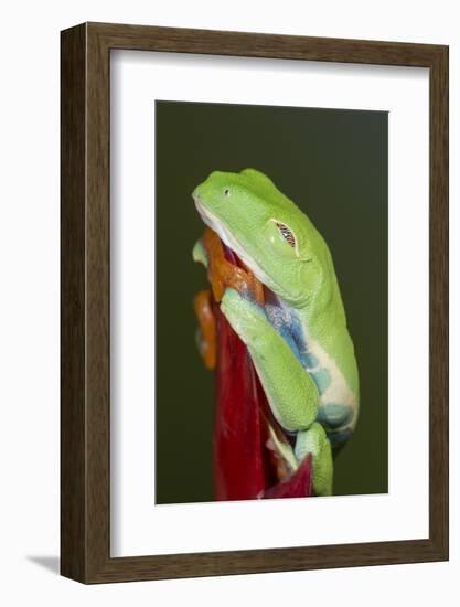 Red-eyed tree frog showing extra eyelid-Maresa Pryor-Framed Photographic Print