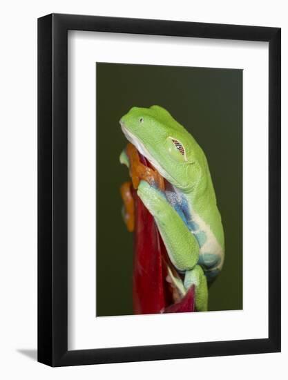 Red-eyed tree frog showing extra eyelid-Maresa Pryor-Framed Photographic Print