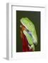 Red-eyed tree frog showing extra eyelid-Maresa Pryor-Framed Photographic Print