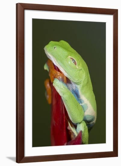 Red-eyed tree frog showing extra eyelid-Maresa Pryor-Framed Premium Photographic Print