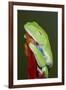 Red-eyed tree frog showing extra eyelid-Maresa Pryor-Framed Premium Photographic Print
