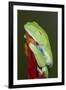 Red-eyed tree frog showing extra eyelid-Maresa Pryor-Framed Premium Photographic Print