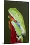 Red-eyed tree frog showing extra eyelid-Maresa Pryor-Mounted Premium Photographic Print