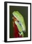 Red-eyed tree frog showing extra eyelid-Maresa Pryor-Framed Photographic Print