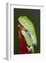 Red-eyed tree frog showing extra eyelid-Maresa Pryor-Framed Photographic Print