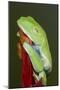 Red-eyed tree frog showing extra eyelid-Maresa Pryor-Mounted Photographic Print