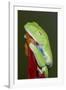 Red-eyed tree frog showing extra eyelid-Maresa Pryor-Framed Photographic Print