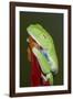 Red-eyed tree frog showing extra eyelid-Maresa Pryor-Framed Photographic Print