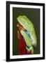 Red-eyed tree frog showing extra eyelid-Maresa Pryor-Framed Photographic Print