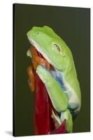 Red-eyed tree frog showing extra eyelid-Maresa Pryor-Stretched Canvas